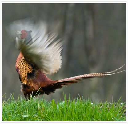 Large image of a pheasant early in the morning