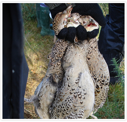 Large image of shot pheasants at Willey Park