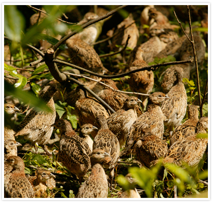 Large image of poults at Willey Park