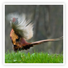 Image of a pheasant early in the morning